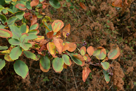 Serviceberry Leaves in Drought