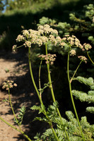 Ligusticum grayi