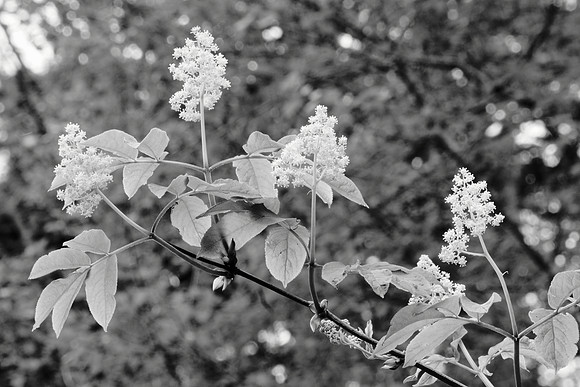 Elderberry Blossoms in Black and White