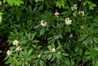 Wild Rhododendron Flowers