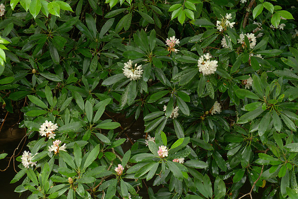 Wild Rhododendron Flowers