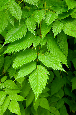 Leaves, Sylvan Goatsbeard