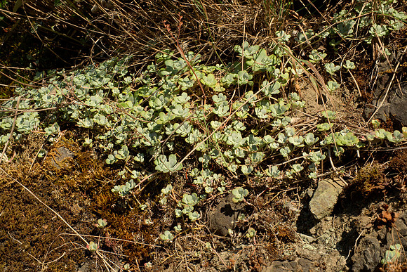 Wild Sedum