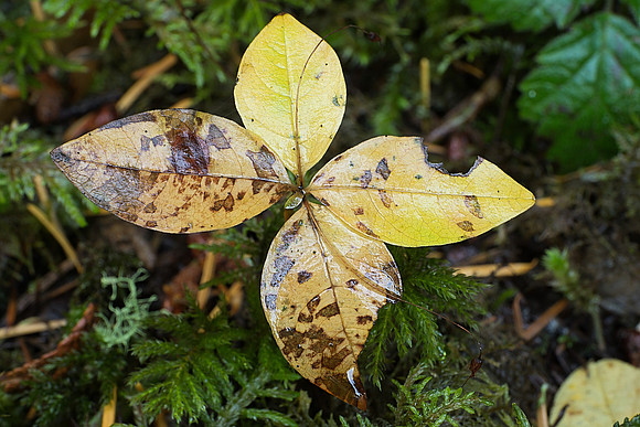 Western Starflower in Autumn