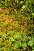 Medley With Moss