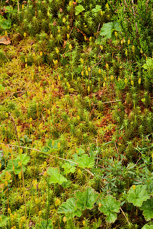Medley With Moss