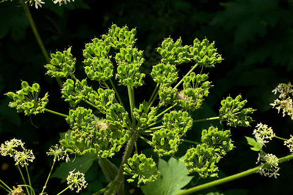 Wilted Cow Parsnip Flower
