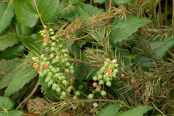 Oregon Grape With Unripe Fruit