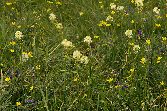 Meadow Medley