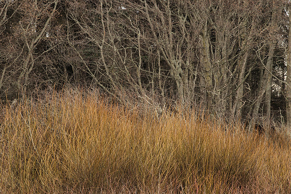 Forest Edge:  Willows and Alders