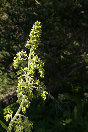 Flowers of False Hellebore