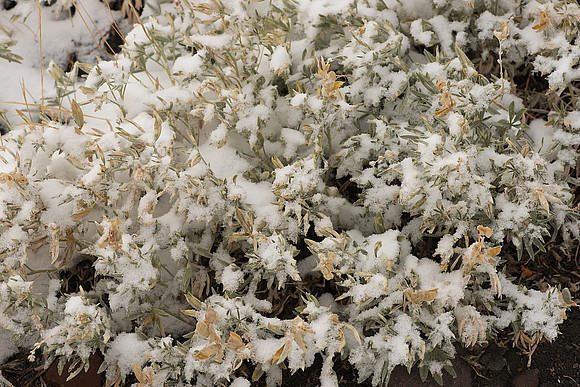 Low-Growing Bush, Covered With Snow