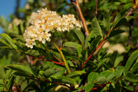 Sorbus sitchensis I