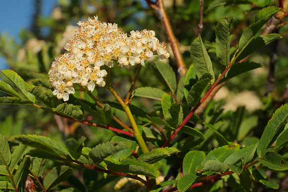Sorbus sitchensis I