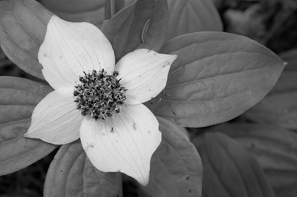 Bunchberry Flower in Black and White