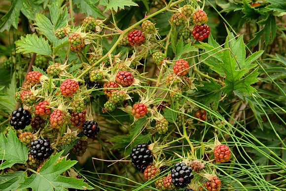 Berries, Rubus laciniatus