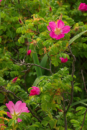 Roses of Unknown Species I
