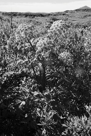 Angelica archangelica II