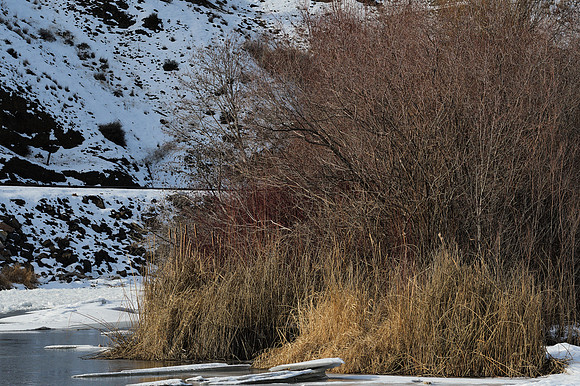 Riverside Life in Winter