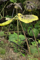 Unknown Streamside Plant I