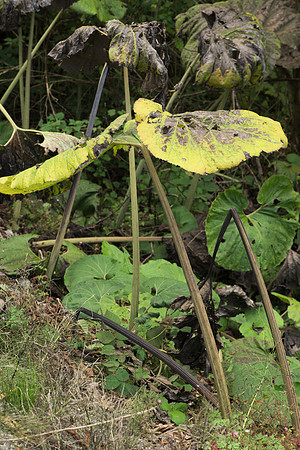 Unknown Streamside Plant I