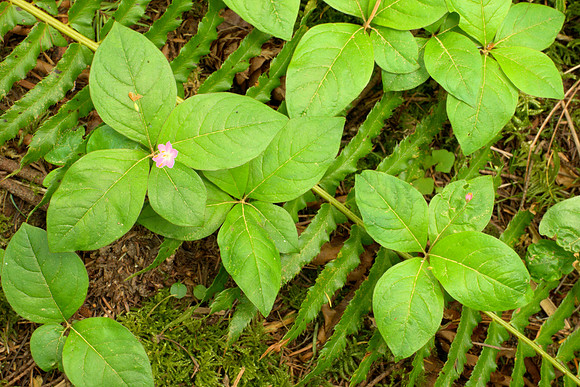 Western Starflower over Prostrate Sword Fern