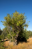 Allegedly, It's a Bush
