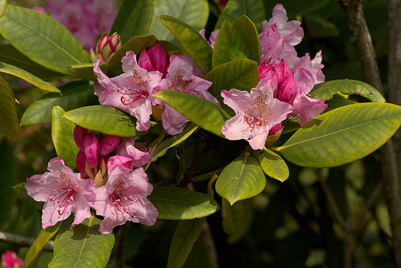 Pacific Rhododentron Flolwers