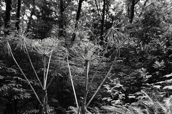 Withered Flowers of Heracleum lanatum