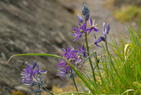 Common Camas