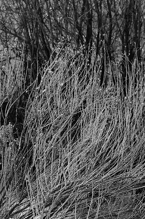 Rabbit Brush in Winter