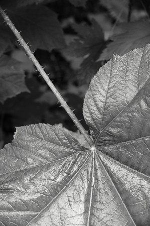Leaf and Stem, Oplopanax horridus