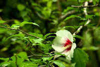 Wild Hibiscus
