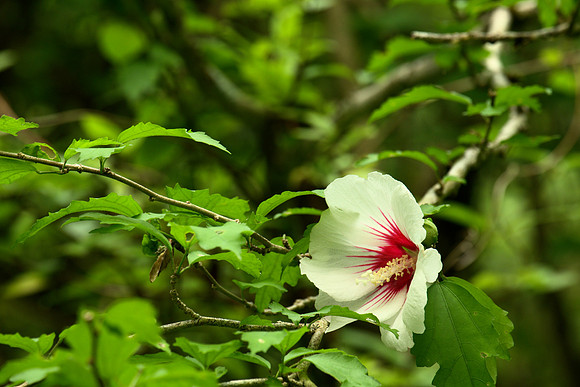 Wild Hibiscus