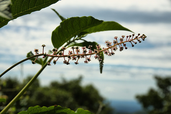 Pokeweed and Sky