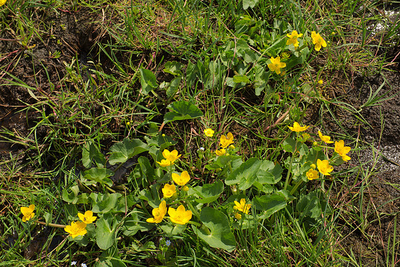 Some Kind of Ranunculus