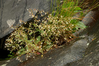 Flowers in a Rock