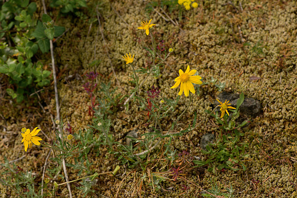 Wooly Sunflower