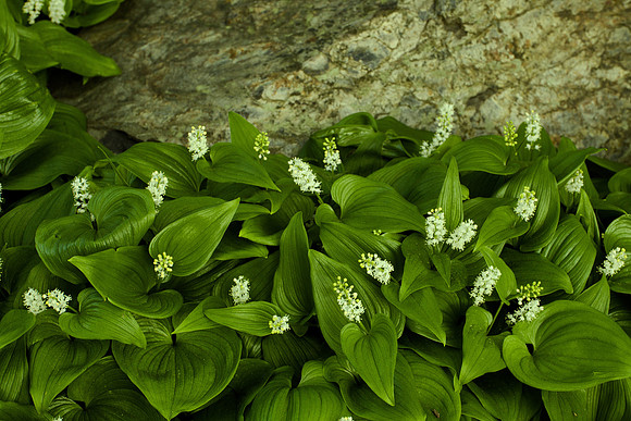 Not a Miniature Hosta