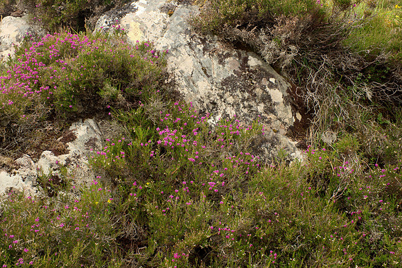 Stone and Heather