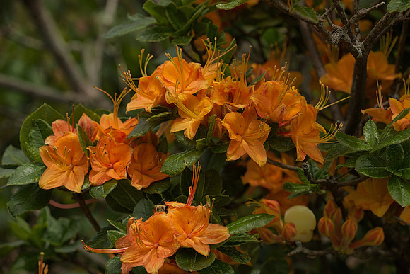 Wild Azalea Flowers II