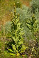 Great Mullein Near the Columbia River