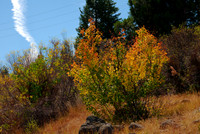 Rocky Mountain Maple in Autumn