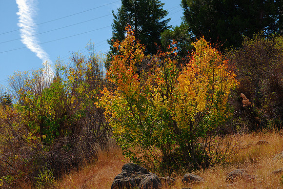 Rocky Mountain Maple in Autumn