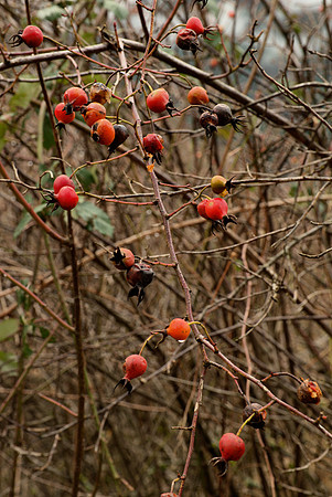 Fruit (Hips) of Some Wild Rose