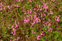 Heather in Full Flower