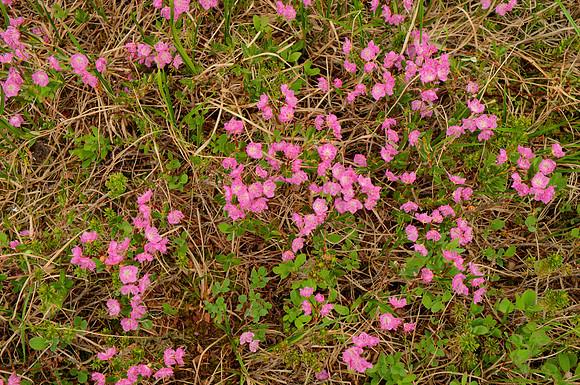 Heather in Full Flower