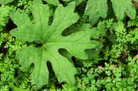 Single-Leaf, Herbal Plant