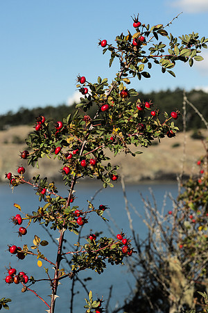 Rose Hips on a Shoreline