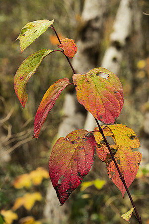 Autumnal Leaves of Red Osier Dogwood